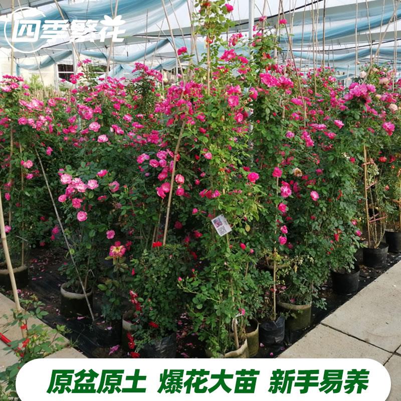 藤本月季蔷薇花苗蒂娜爬藤大苗庭院爬墙植物四季开花大游行粉龙