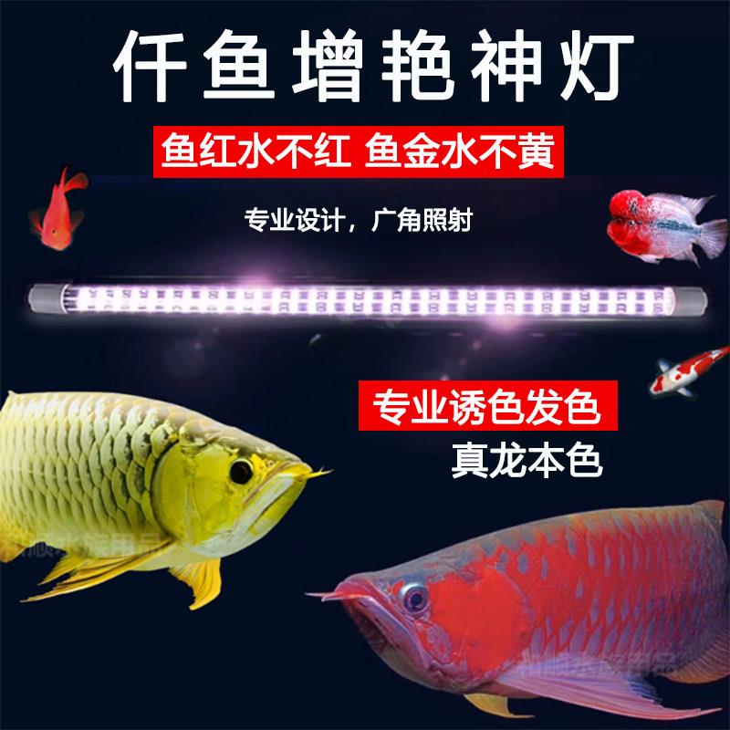 仟鱼神灯红龙专用灯增艳增色金龙红龙鱼灯鹦鹉潜水防水led鱼缸灯