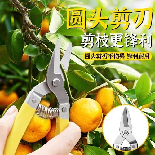 亚马逊园艺修枝剪刀园林修花盆栽摘果专用果园柑橘摘葡萄罗定果剪