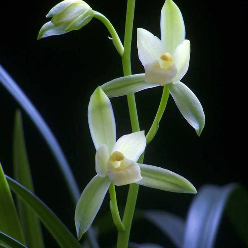 兰花建兰盆栽绿植小叶名贵龙岩素兰草带花苞四季兰植y物兰花苗品