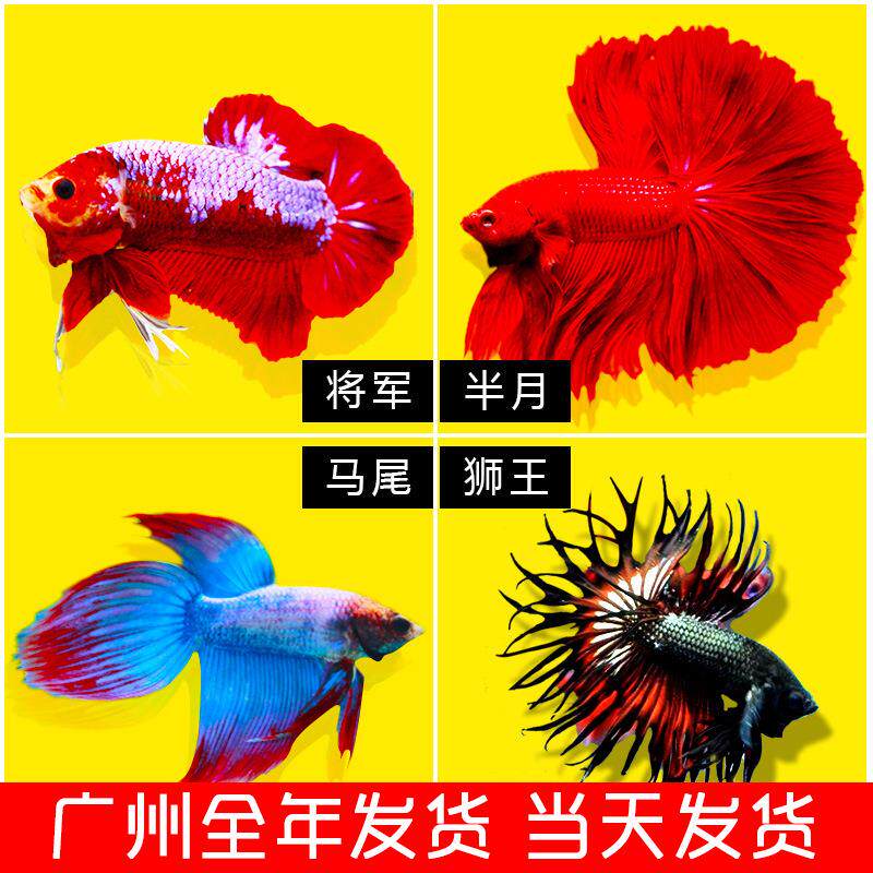 泰国斗鱼活鱼斗鱼观赏鱼半月大耳将军狮王马糖果半月斗鱼摆摊