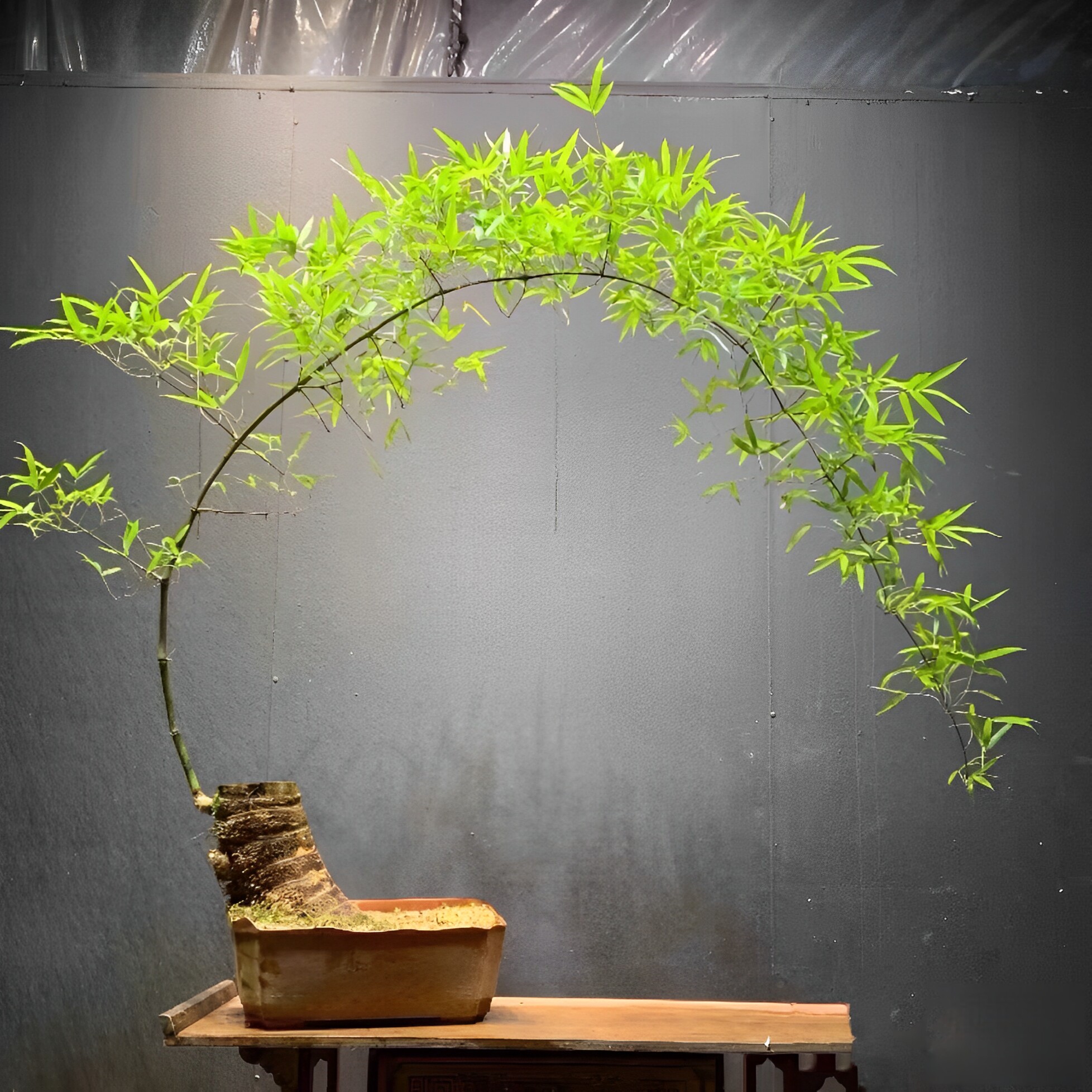 ly小叶簕竹根苗富贵竹根苗老桩绿植竹子盆栽室内盆景文艺月牙