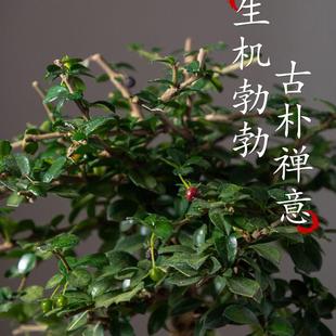 常青好养桌面茶几客厅办公室盆栽 小叶福建茶小型盆景绿植室内四季