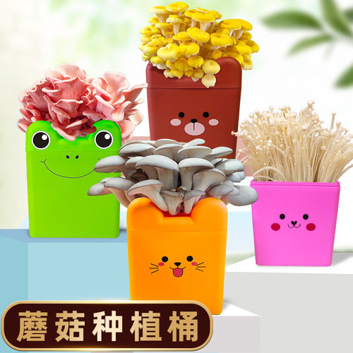 蘑菇种植包食用菌平菇棒包家庭