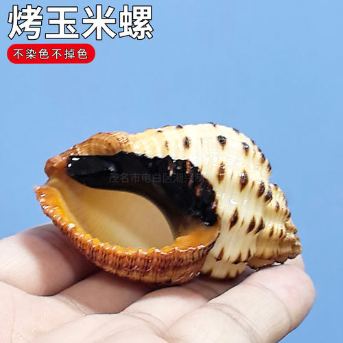 寄居蟹替换壳天然海螺贝壳画鱼缸