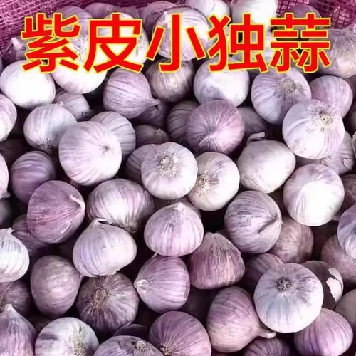 独头蒜头云南紫皮小蒜蒜干独蒜袖珍小香蒜珍珠小蒜特价直径极小