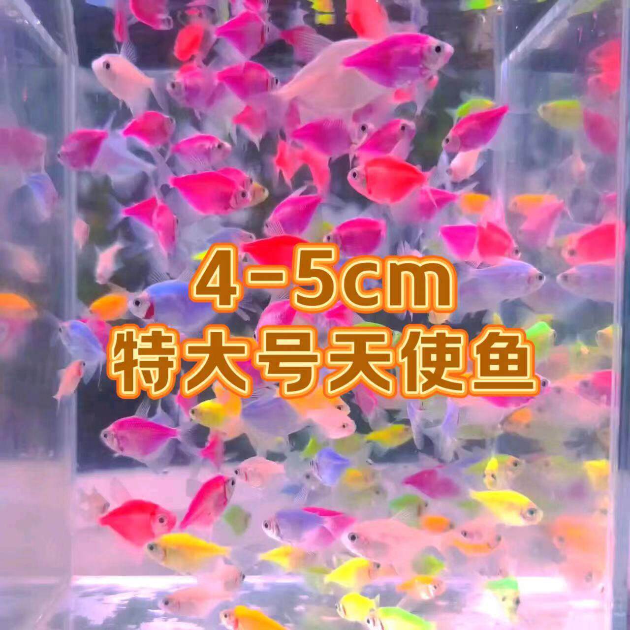 【特大号】天使鱼热带小型淡水观赏鱼4-5cm网红鱼颜值天花板