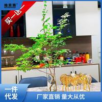 美男樹水培鮮切枝懶人室內(nèi)客廳裝飾馬醉木吊鐘平替年宵花網(wǎng)紅綠植