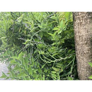 一本万利稀贵细叶万年青也门铁水培土培好养植物盆栽瓶栽四季常青