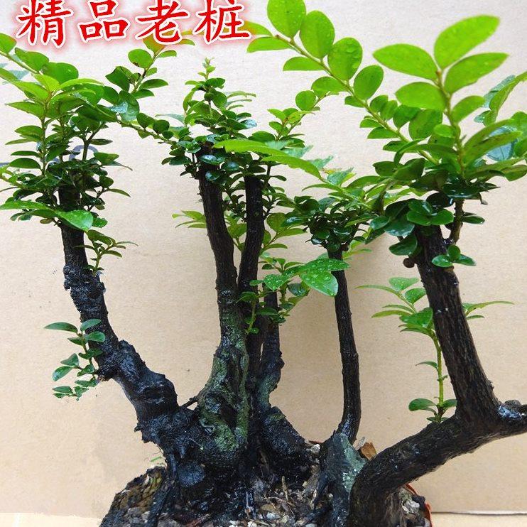 名贵小叶紫檀植物树桩绿植盆景 室内客厅办公室盆栽花卉四季常青