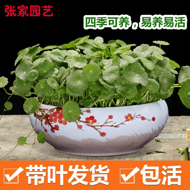 铜钱草植物盆栽室内水培带叶桌面盆景金钱草吸甲醛办公绿植水养