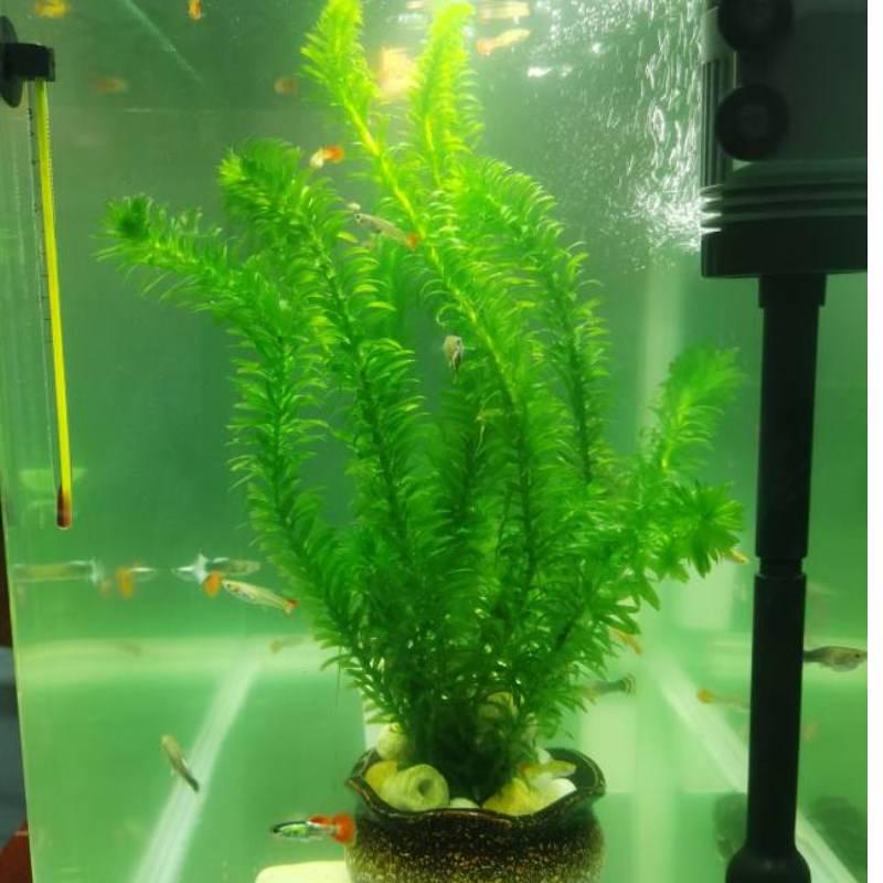 鱼草缸水草无泥斗鱼专用鱼缸仿生古法养鱼专用藻类里的养龟孔雀鱼