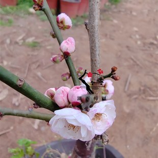 【湖西梅园】原生复瓣跳枝扦插四年盆养熟桩梅花