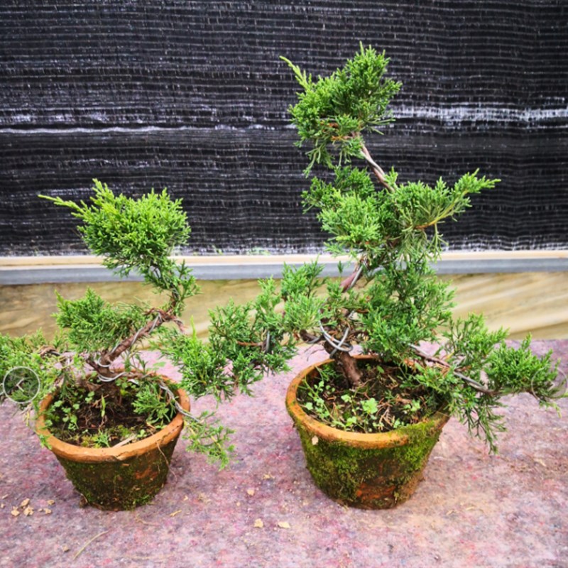 纪州真柏造型盆景植物室内盆栽四季常青树桩苗柏树崖柏绿植盆景