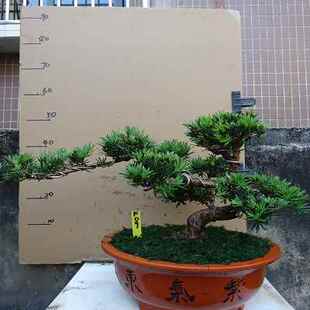 小叶雀舌罗汉松盆景树桩室内客厅阳台庭院绿植金钻罗汉松 极速新品