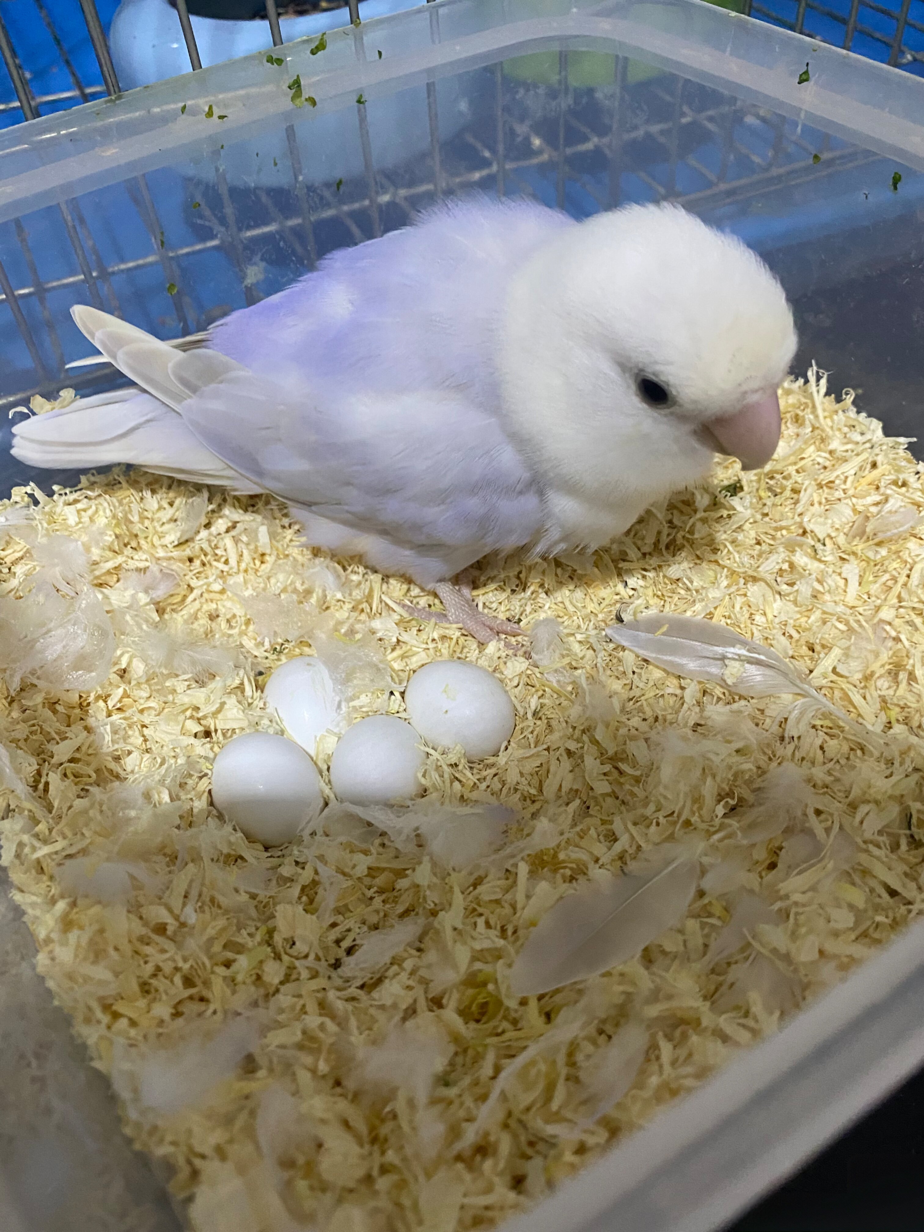 牡丹鹦鹉幼鸟活体手养宠物鸟