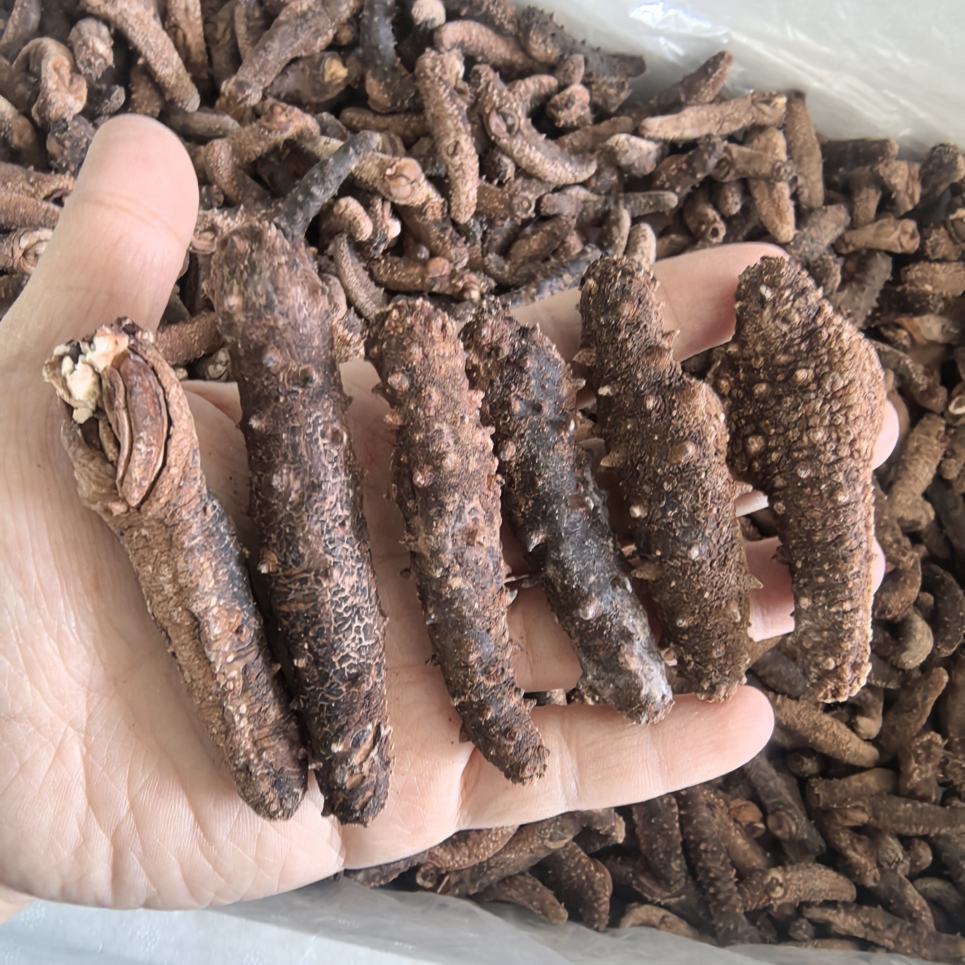 【高端参】阿拉斯加红参干货海参野生淡干海参500g