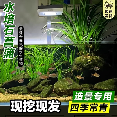 纯天然新鲜石菖蒲水菖蒲泡水苗龙根鱼缸养龟盆栽净化水培土培现挖