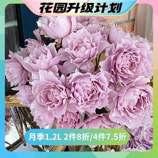 升级-天狼自育月季1.2L幻紫空蒙等盆栽花苗阳台庭院植物抗病直立