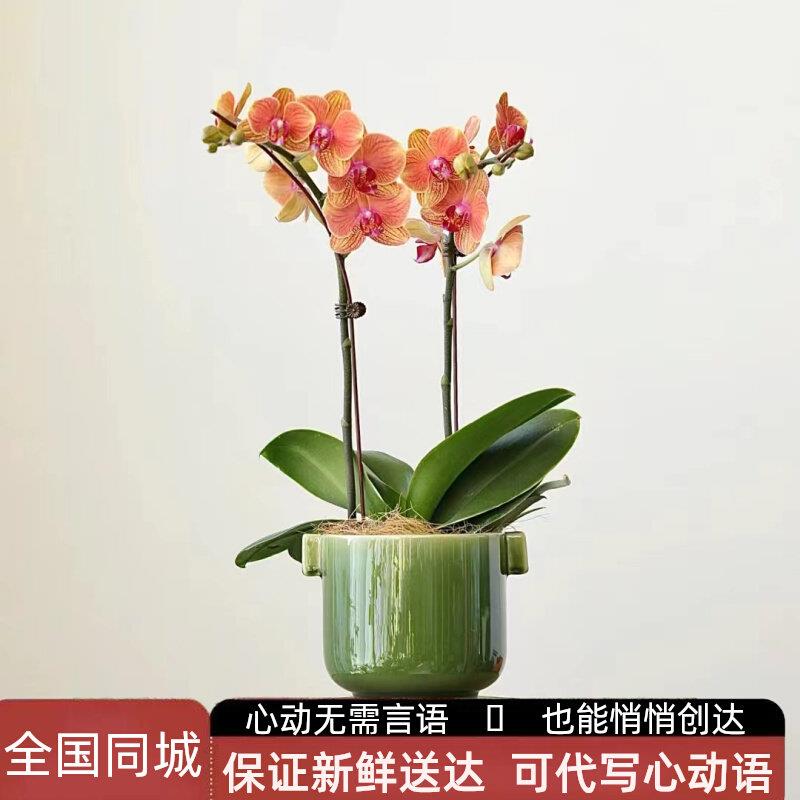 蝴蝶兰盆栽鲜花同城速递配送花束年宵花创意北京深圳广州成都重庆