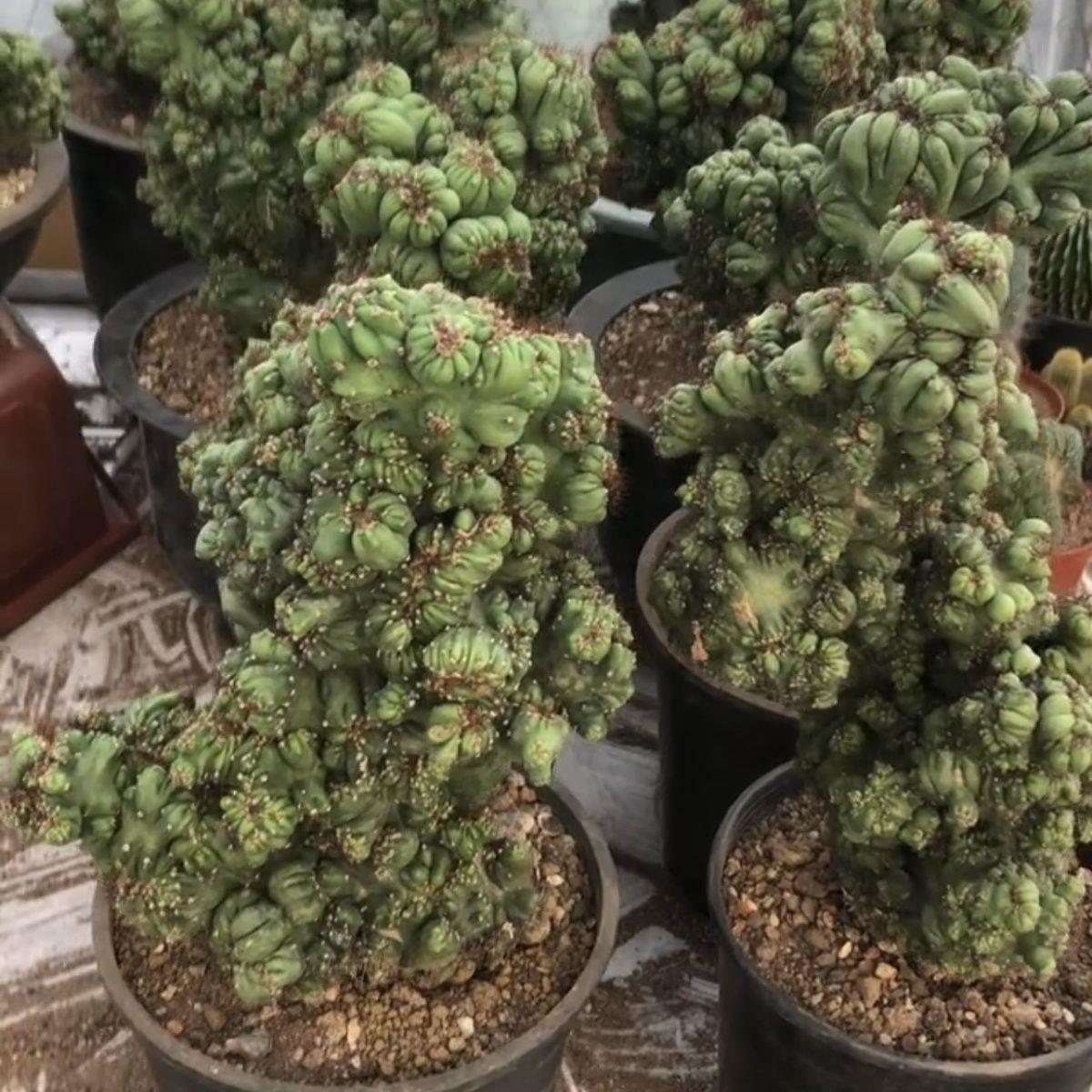 仙人掌罗汉山影拳状态好品相好多肉植物云太湖山影防辐射盆栽花卉
