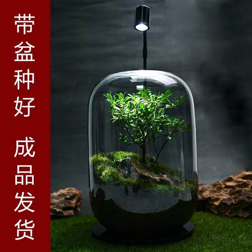 小叶赤楠生态瓶苔藓创意微景观桌面盆栽青苔造景缸植物办公室绿植