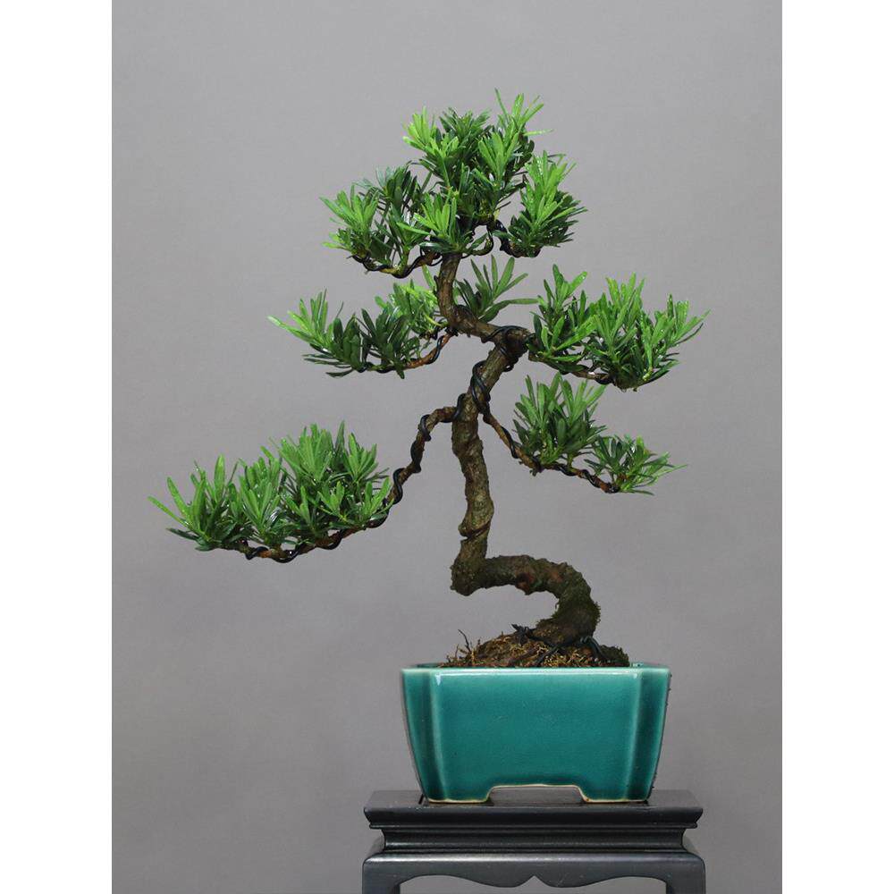 南通原生雀舌小叶罗汉松盆景菊花芯罗汉松小盆栽四季常青小老桩绿