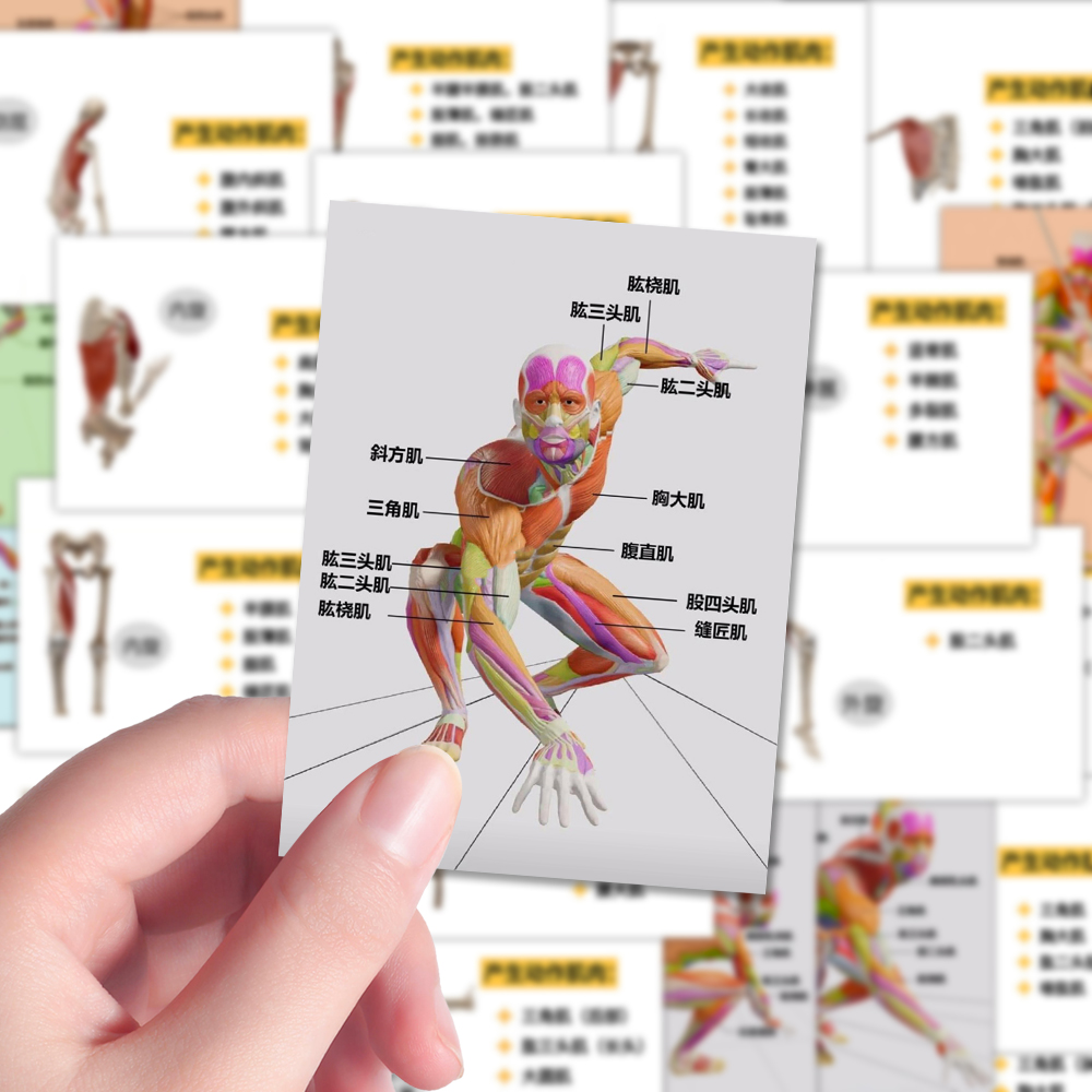 96张人体肌肉解析贴纸医学生器官解剖知识分析图笔记本贴画防水