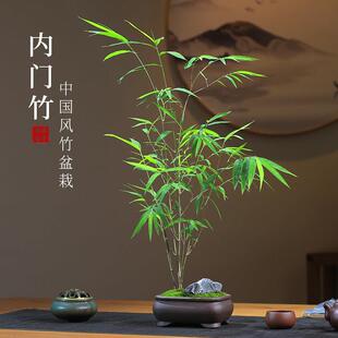 精品内门竹盆栽名贵门内竹室内庭院绿植四季常青好养易活竹子盆景