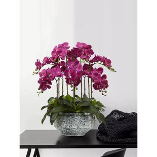 蝴蝶兰人造花高端感觉兰花假花盆无障碍豪华客厅餐桌前台装饰花卉