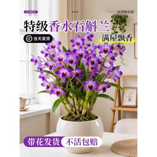 七彩香水石斛兰盆栽带花水培四季好养浓香型室内客厅桌面花卉耐寒