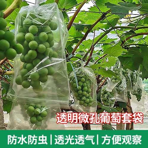 玲鼎透明微孔葡萄套袋妮娜皇后套袋释迦芒果袋厂家直销苦瓜套袋