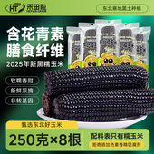 禾田粒东北黑糯玉米含花青素大棒低脂代餐粗粮新鲜甜糯粘黄糯玉米