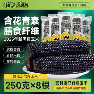 禾田粒东北黑糯玉米含花青素大棒低脂代餐粗粮新鲜甜糯粘黄糯玉米
