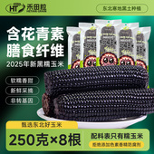 2025新货东北黑糯玉米10支大棒真空低脂黄糯玉米非即食新鲜代早餐