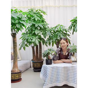 金叶子三株步步高发财树三杆招财树大型室内绿植乔迁开业送礼盆栽