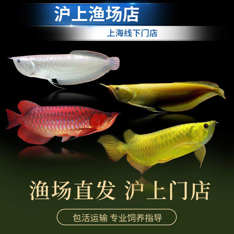 大型热带鱼观赏鱼黄化龙鱼活体鱼银龙鱼金龙鱼苗热带鱼印尼红龙鱼