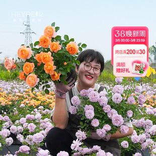 海蒂的花园月季花苗龙沙宝石果汁阳台庭院植物树苗好养花卉盆栽