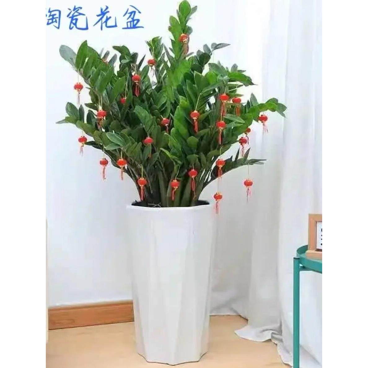 八腿异形高管落地式中型超大陶瓷花盆松尾向日葵Pothos财富树盆栽
