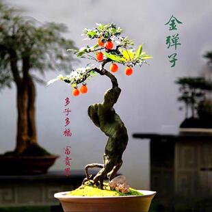 四川金弹子熟桩重庆练手桩老桩母桩金单蛋子树桩挂果母桩盆景素材