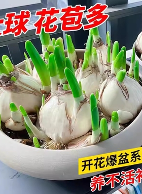 漳州水仙花种球水培植物盆栽花卉室内外冬季耐寒风信子种球好养活