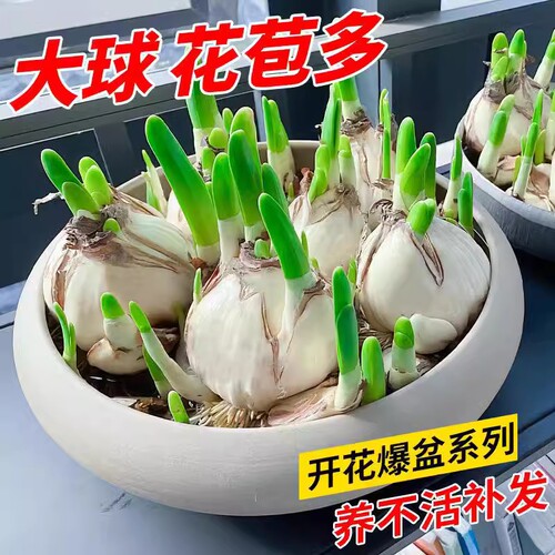 水仙花种球水培植物耐寒好养易活