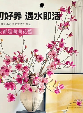 玉兰花水培植物带花苞白玉兰鲜切桃花红梅干枝雪柳室内浓香型花卉