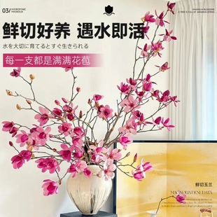 玉兰花水培植物带花苞白玉兰鲜切桃花红梅干枝雪柳室内浓香型花卉