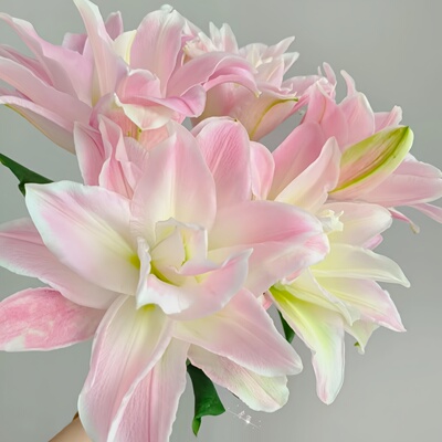 重瓣百合种球浓香型球根盆栽花卉