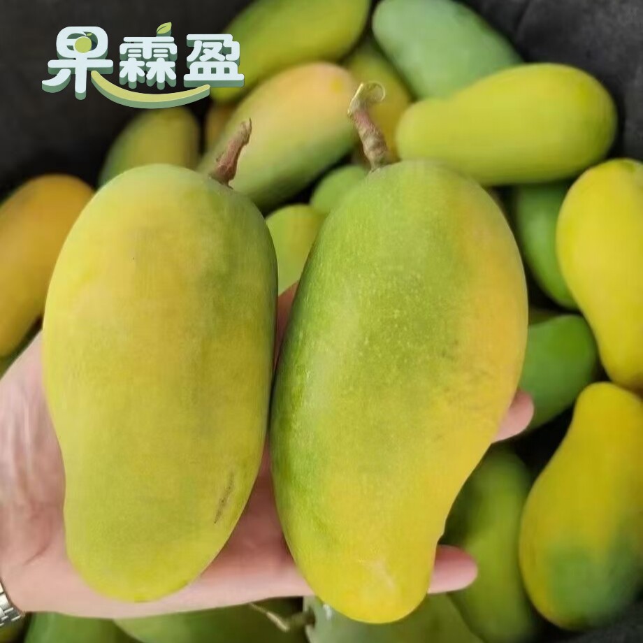 云南元江经典三年芒果树上自然成熟当季鲜果现摘现发坏果包赔