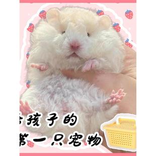 家养长毛金丝熊活物稀有大体卷毛黑火蜜黄波利鸽灰肉桂小仓鼠宠物