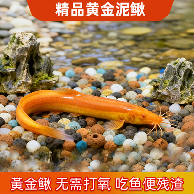 黄金泥鳅冷水观赏鱼淡水黄金泥鳅鱼缸清道夫清洁工具鱼好养耐活鱼