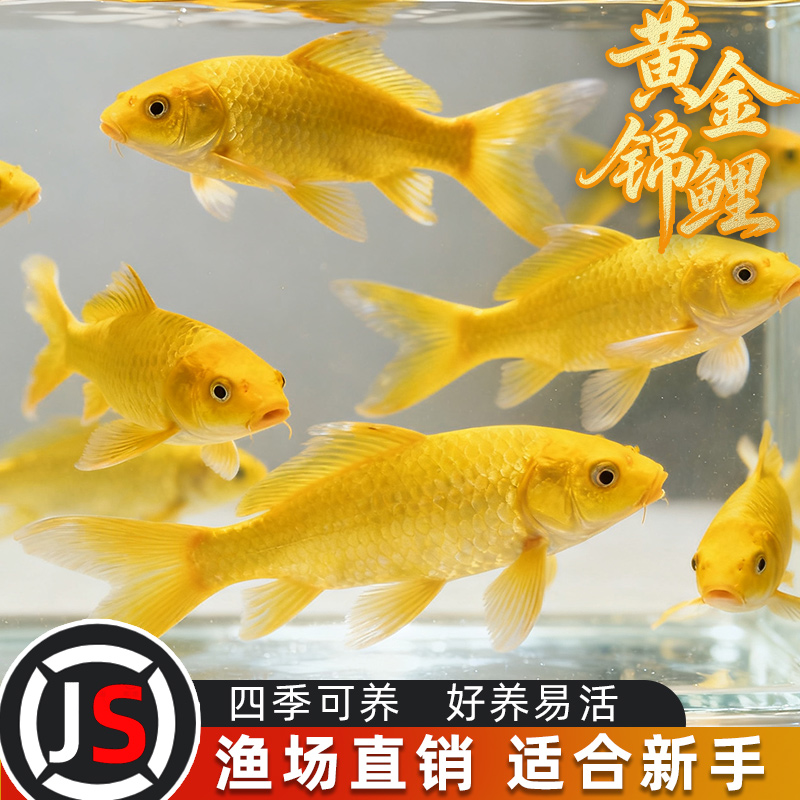 黄金锦鲤活鱼观赏鱼小金鱼好养耐活自来水冷水淡水耐寒草金鱼