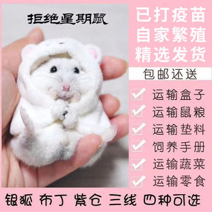 家养宠物小仓鼠老公公奶茶金丝熊宝宝活体鼠活物侏儒三线银狐布丁